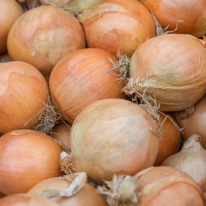 Onion - Yellow Sweet Spanish - St. Clare Heirloom Seeds