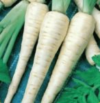 Parsnip - Hollow Crown Improved - St. Clare Heirloom Seeds
