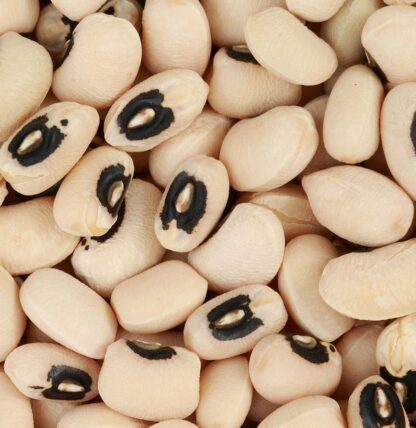California Blackeye #5Cowpea Seeds - St. Clare Heirloom Seeds