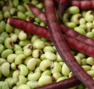 Freshly shelled green Purple Hull Pinkeye cowpea seeds with pink eyes and deep purple pods – St. Clare Heirloom Seeds.