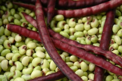 Freshly shelled green Purple Hull Pinkeye cowpea seeds with pink eyes and deep purple pods – St. Clare Heirloom Seeds.
