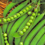Pea, Shelling, English Pea - Lincoln - St. Clare Heirloom Seeds