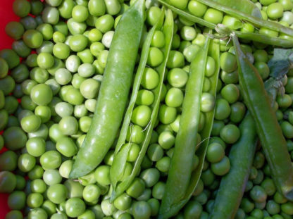 Pea - Maestro - St. Clare Heirloom Seeds