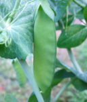 Pea, Snow Pea - Mammoth Melting - Photo credit: Robert Duval - St. Clare Heirloom Seeds