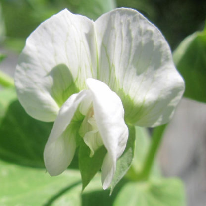 Pea, Snow Pea - Mammoth Melting Blossom - Photo credit: Robert Duval - St. Clare Heirloom Seeds