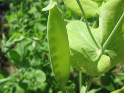 Pea, Snow Pea - Mammoth Melting - Photo credit: Robert Duval - St. Clare Heirloom Seeds