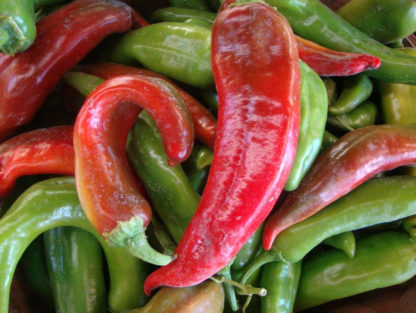 Pepper, Hot - Anaheim - St. Clare Heirloom Seeds
