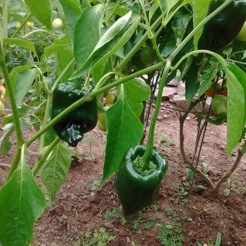 Pepper Hot Mulato Isleno Great Garden Heirloom Vegetable 25 Seeds