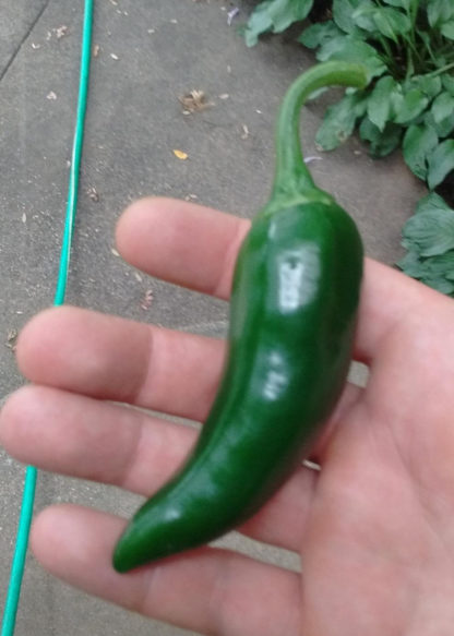 Pepper, Hot- Jalapeno Early - St. Clare Heirloom Seeds