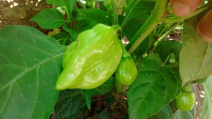Pepper, Hot - Orange Habanero - St. Clare Heirloom Seeds