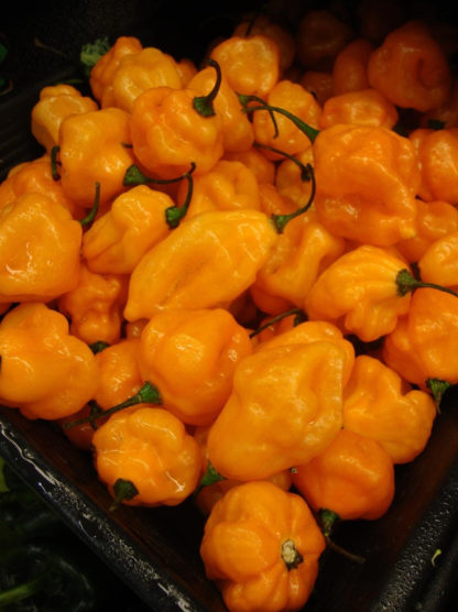 Pepper, Hot - Orange Habanero - Photo credit: P.J. Smith - St. Clare Heirloom Seeds