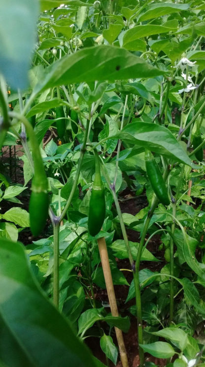 Pepper, Hot - Serrano - St. Clare Heirloom Seeds
