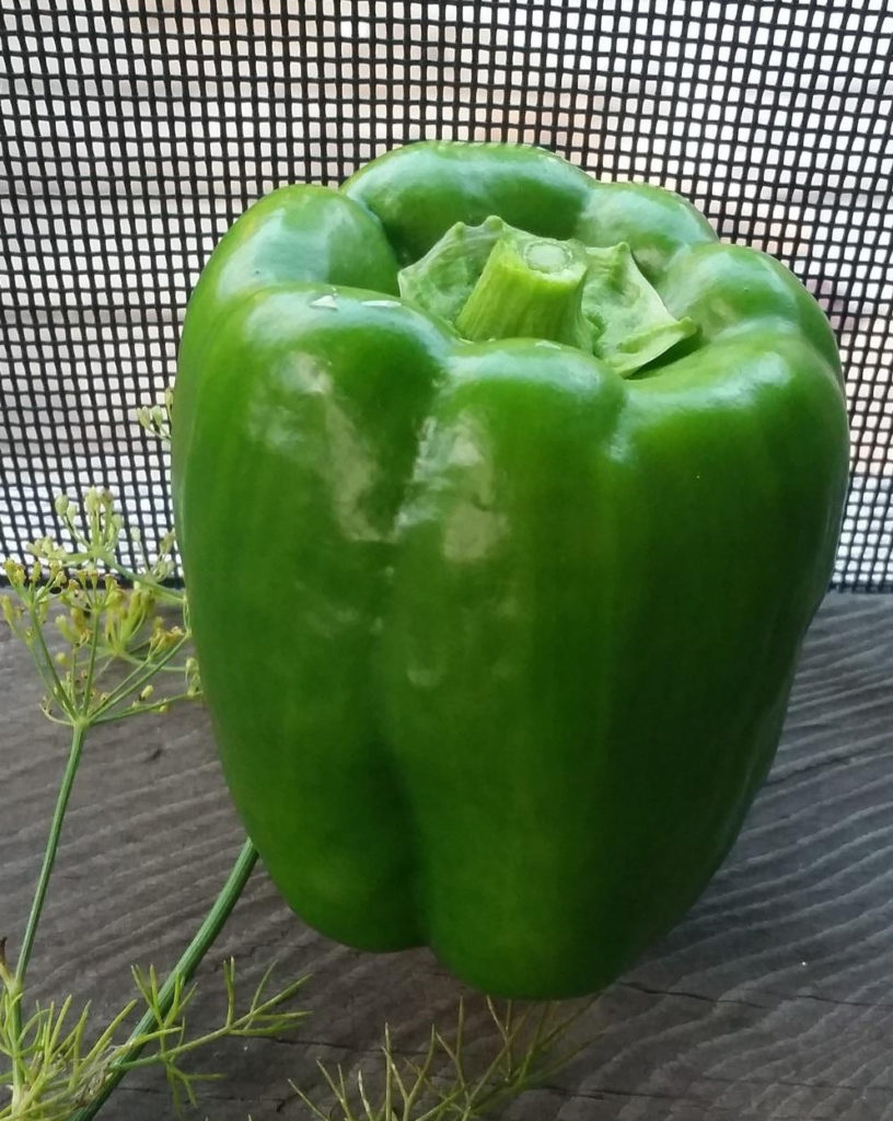 Sweet Pepper California Wonder 300 St. Clare Heirloom Seeds Heirloom and Open Pollinated