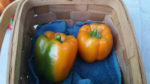Orange King Sweet Pepper - St. Clare Heirloom Seeds Photo Credit RobynAnne