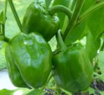 Pepper, Sweet - Emerald Giant - St. Clare Heirloom Seeds