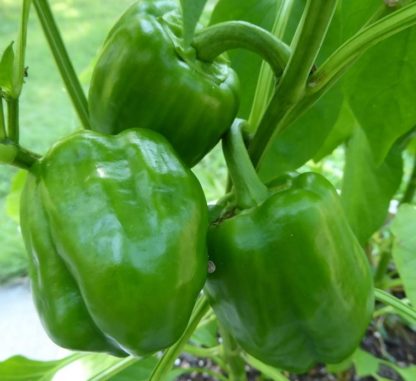 Pepper, Sweet - Emerald Giant - St. Clare Heirloom Seeds