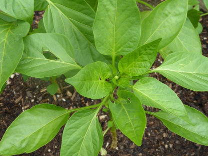 Pepper, Sweet - Emerald Giant Plant - St. Clare Heirloom Seeds