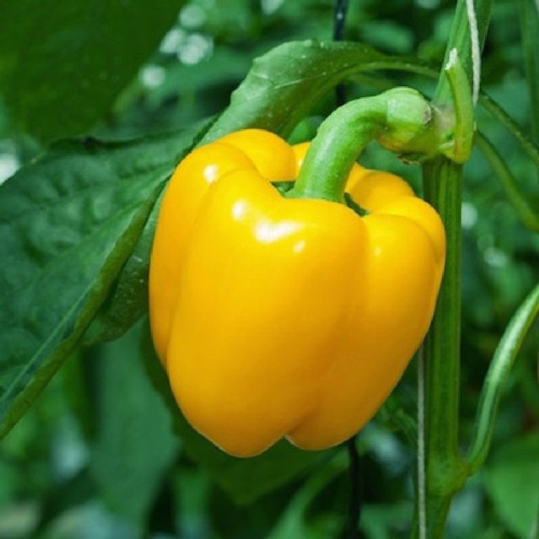 Sweet Pepper Emerald Giant St. Clare Heirloom Seeds Heirloom and