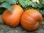 Pumpkin - Howden - St. Clare Heirloom Seeds