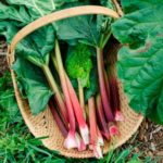 Rhubarb - Victoria - St. Clare Heirloom Seeds