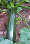 Summer Squash - Black Beauty - St. Clare Heirloom Seeds