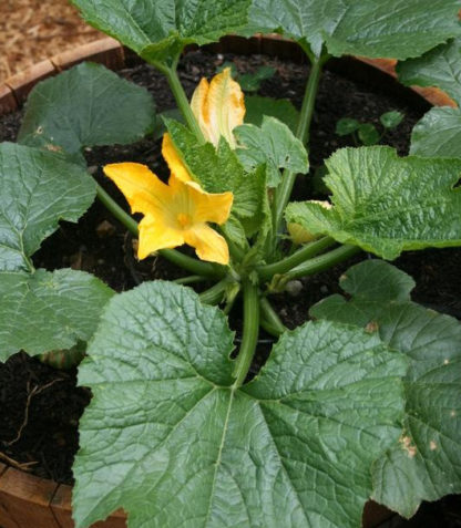 Summer Squash - Black Beauty - St. Clare Heirloom Seeds - Photo Credit: Sue Brown
