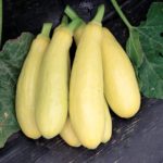 Squash, Summer - Early Prolific Straightneck - St. Clare Heirloom Seeds