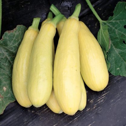 Squash, Summer - Early Prolific Straightneck - St. Clare Heirloom Seeds