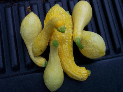 Summer Squash - Early Summer Crookneck - St. Clare Heirloom Seeds