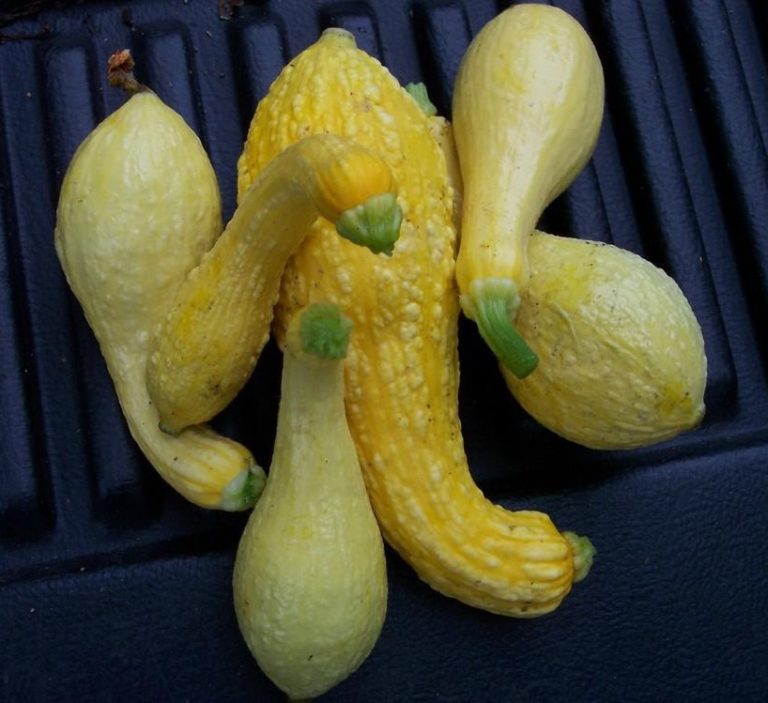 Summer Squash Gray Zucchini St. Clare Heirloom Seeds Heirloom and