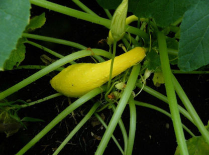 Squash, Summer - Early Summer Crookneck - St. Clare Heirloom Seeds