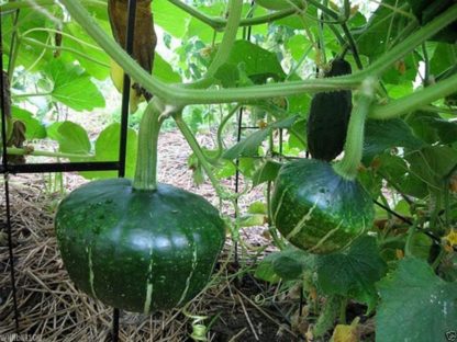 Squash, Winter - Burgess Buttercup - St. Clare Heirloom Seeds