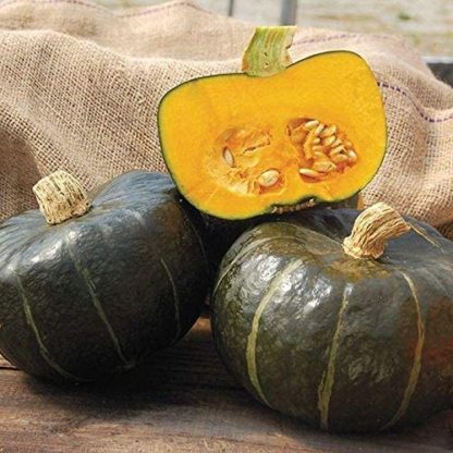 Squash, Winter - Burgess Buttercup - St. Clare Heirloom Seeds