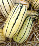 Squash, Winter - Delicata - St. Clare Heirloom Seeds