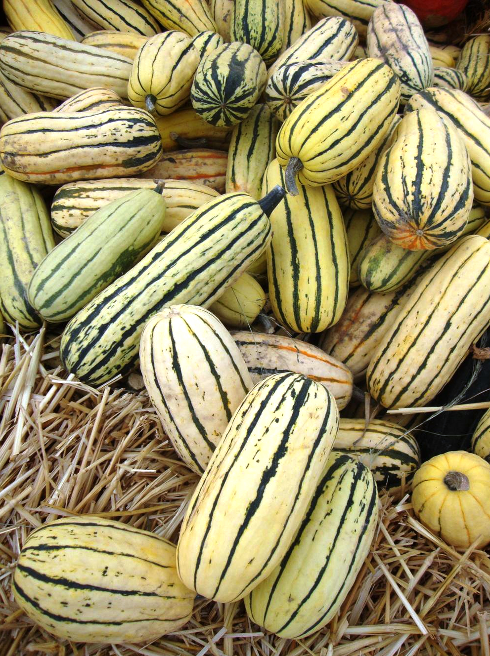 Winter Squash - Delicata - St. Clare Heirloom Seeds - Heirloom and Open ...
