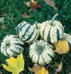 Squash, Winter - Sweet Dumpling - St. Clare Heirloom Seeds