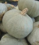Squash, Winter - Sweet Meat - St. Clare Heirloom Seeds