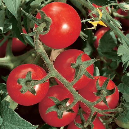 Tomato - Chadwicks Cherry - St. Clare Heirloom Seeds
