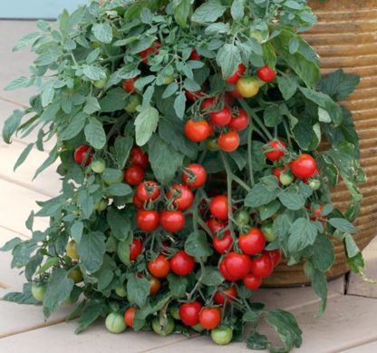 Tomato, Cherry - Tumbler Cherry - St. Clare Heirloom Seeds