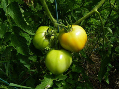 Tomato, Orange and Yellow - Golden Jubilee - St. Clare Heirloom Seeds