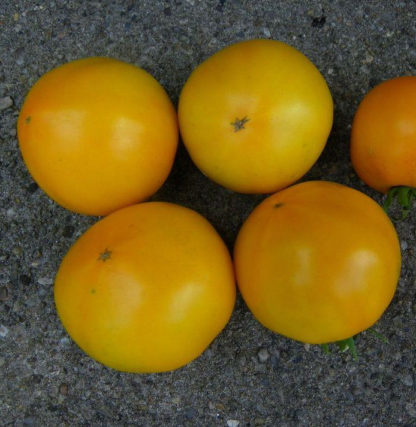 Tomato, Orange and Yellow - Golden Jubilee - St. Clare Heirloom Seeds