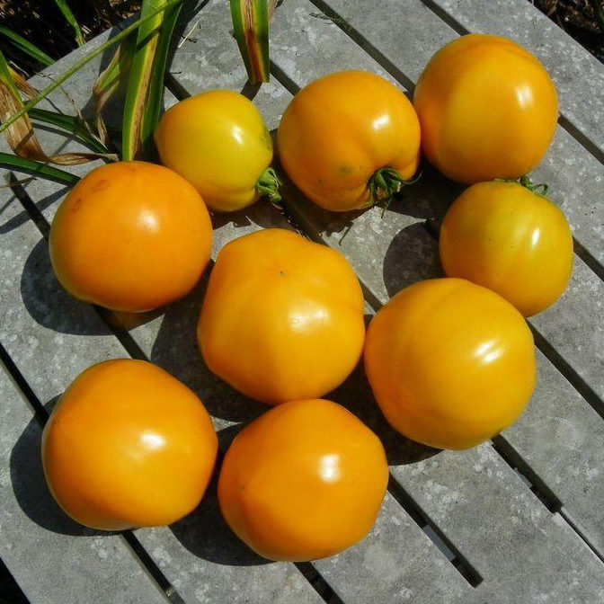 k109 tomato seeds large yellow croaker. esc. 150 seeds orange tomato old golden jubilee