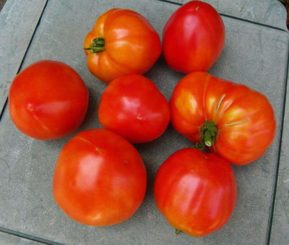 Tomato, Paste - Amish Paste - St. Clare Heirloom Seeds