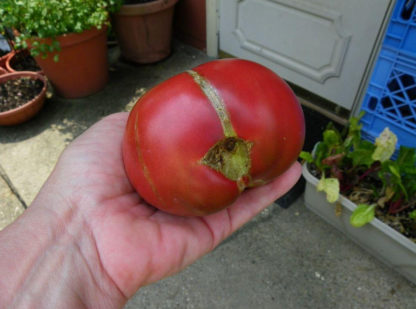 Tomato, Pink and Purple - Cherokee Purple - St. Clare Heirloom Seeds