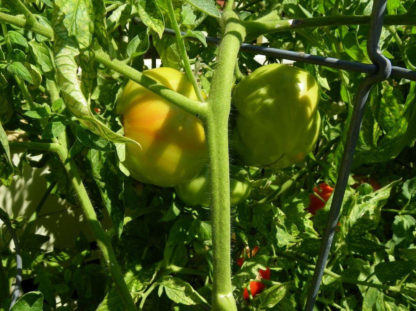 Tomato, Red - Beefsteak Immature Fruit - St. Clare Heirloom Seeds