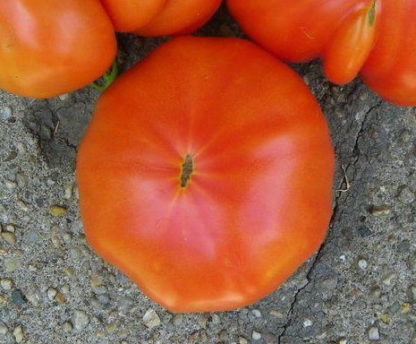 Tomato, Red - Beefsteak - St. Clare Heirloom Seeds