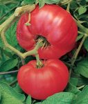 Tomato, Red - Brandywine Red Potato Leaf - St. Clare Heirloom Seeds