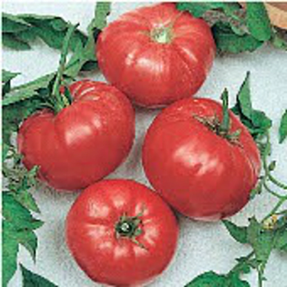 Tomato, Red - Brandywine Red Potato Leaf - St. Clare Heirloom Seeds