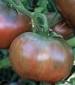 Pink and Purple Tomato Seeds