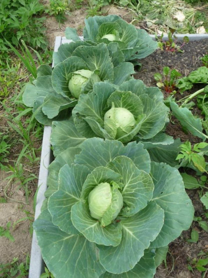 Golden Acre Cabbage - St. Clare Heirloom Seeds